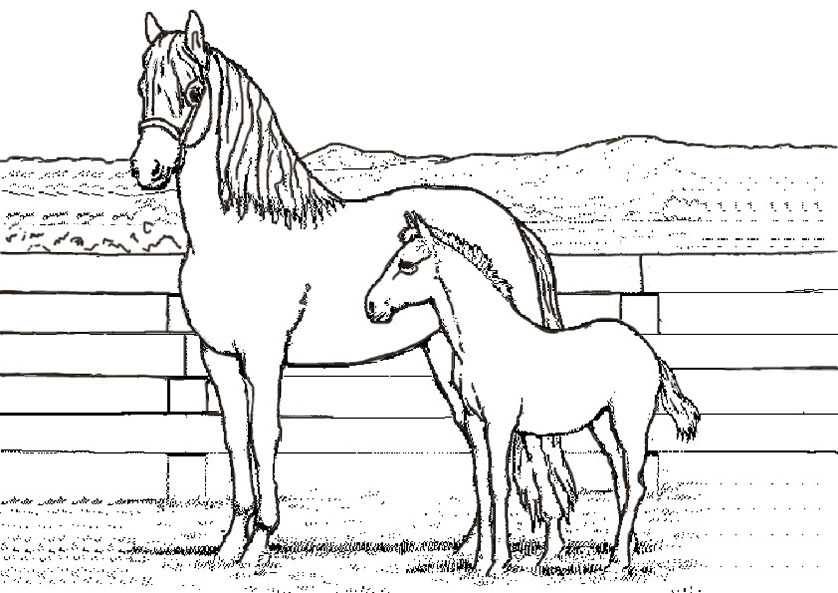 Pferde Ausmalbilder 317