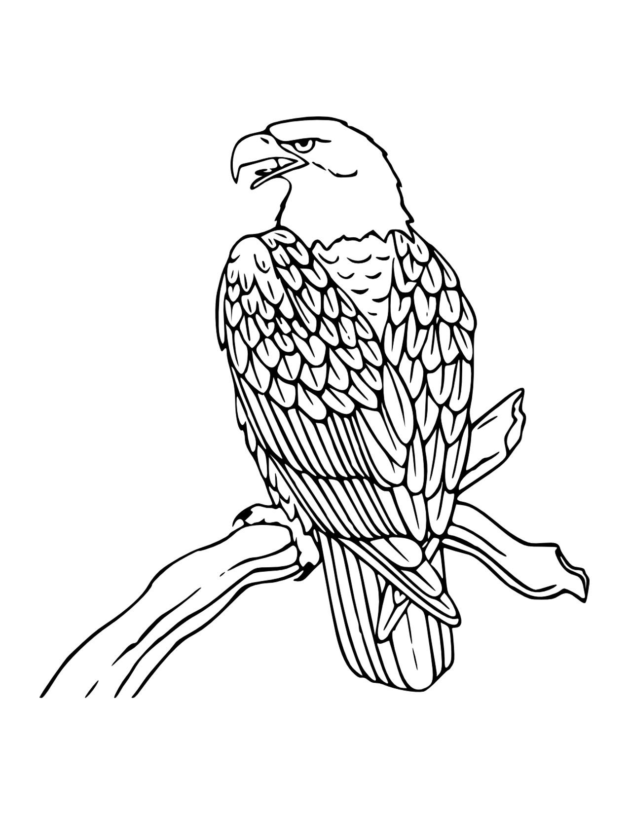 Adler Ausmalbilder 1832