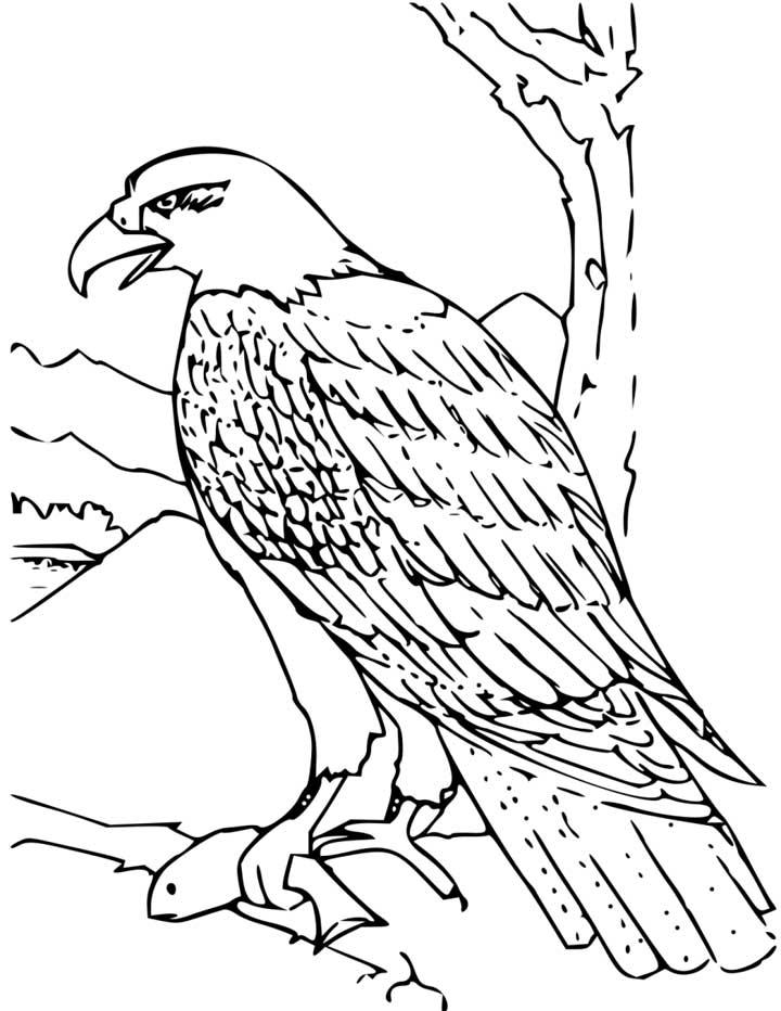 Adler Ausmalbilder 1833