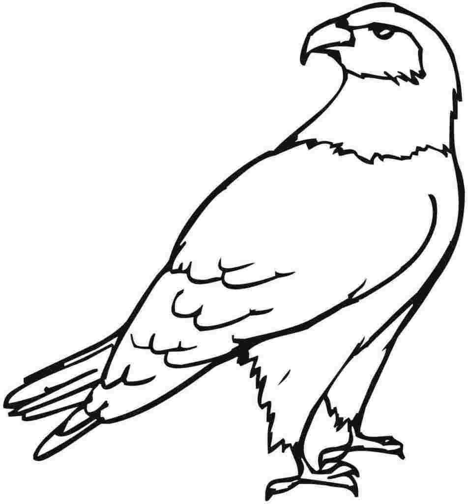 Adler Ausmalbilder 1835