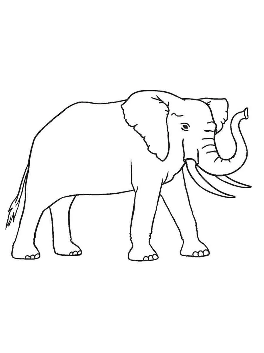 Elefant Ausmalbilder 2294
