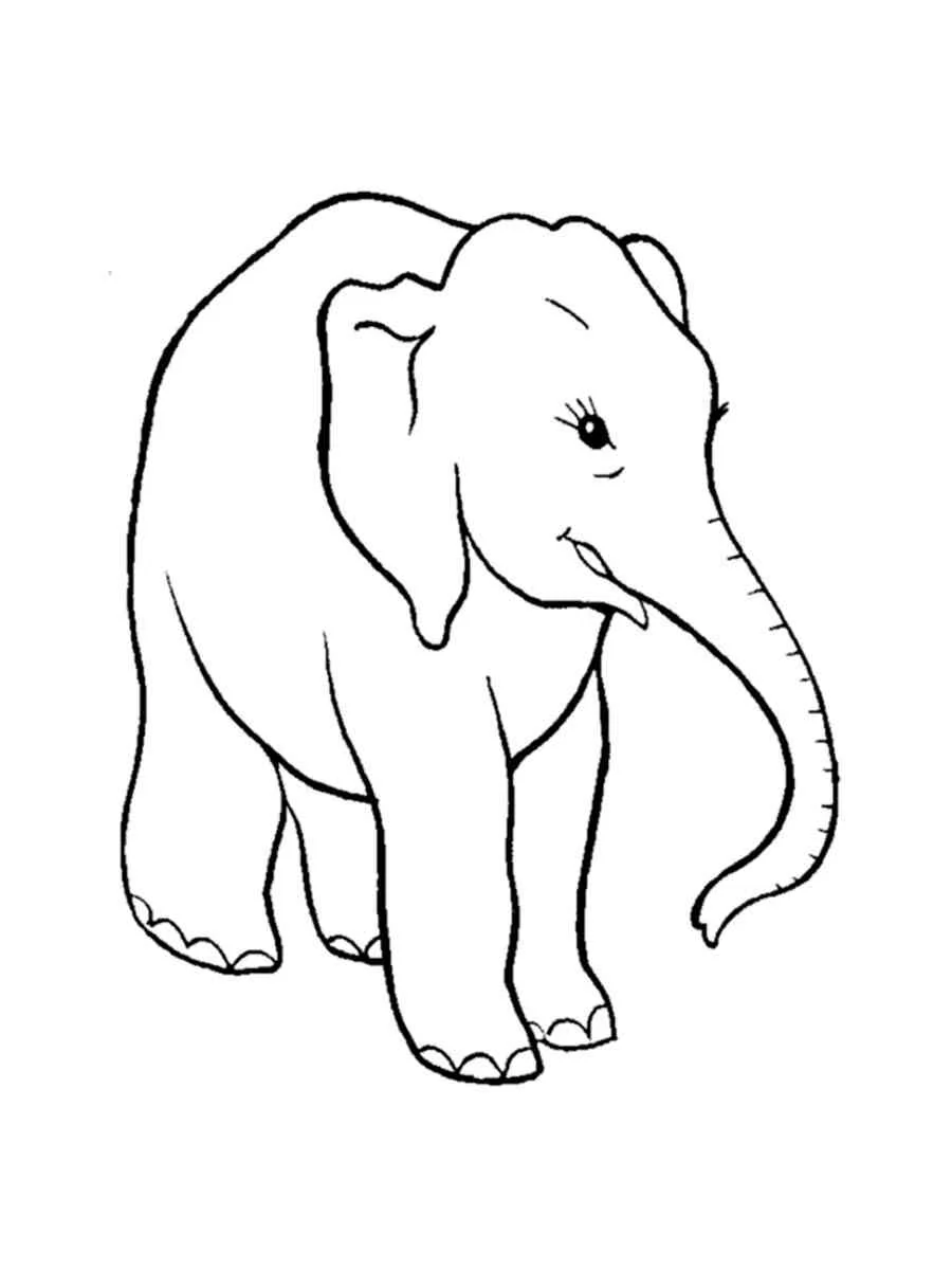 Elefant Ausmalbilder 2291