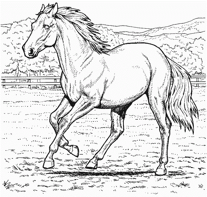 Horse Coloring Pages 177